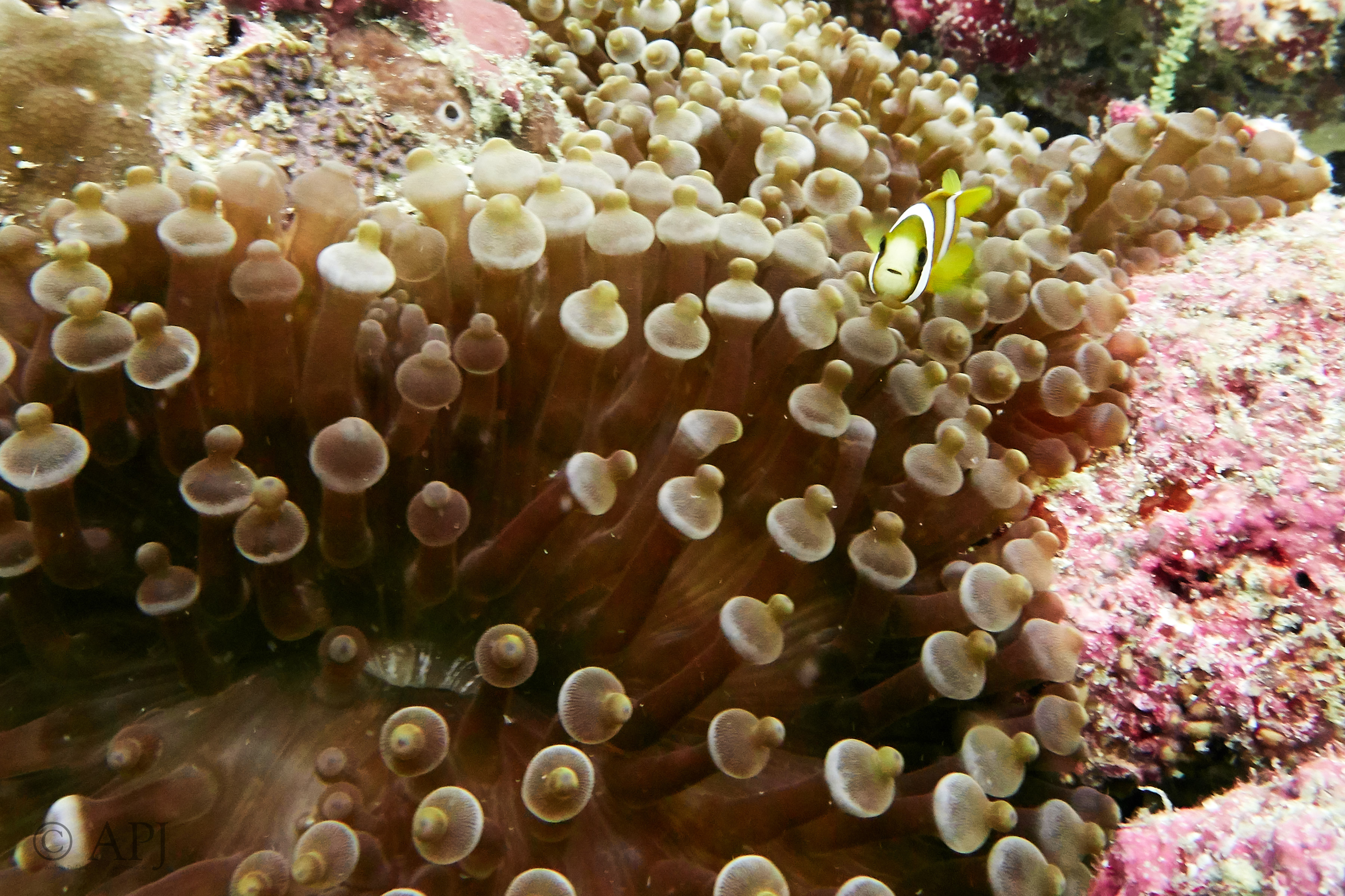 000741 15 08 17  Canon PowerShot G7 X Mark II   Malediven2017